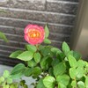 わんぱく坊やの電池が切れてことんと眠りに落ちてゆく