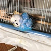 セキセイインコが亡くなる前兆は本当だった