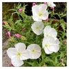 珍しい夜咲く白花月見草
