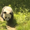 パンダの赤ちゃん、絵になる姿 陝西省