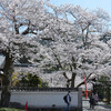 山科毘沙門堂の春その１