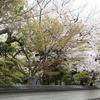 おかんの方が・・