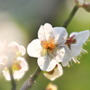 散歩道の花　白梅など・・・