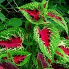 暑い７月・・