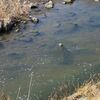 0228　矢田川　シラハエ見つからず