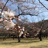 【お花見】代々木公園 開花状況 (2019/3/25) 〜ランチ花見場所取り情報