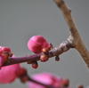 梅の花 まだ、 頑張ってます