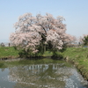 浅井の一本桜（福岡県久留米市山本町）～ため池の堤の一本だけの見事な桜の巨木