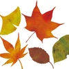 散紅葉（ちりもみじ）・木の葉（このは）・落葉（おちば）・枯葉（かれは）・朽葉（くちば）