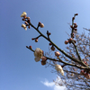八木山花木園の梅観てきました