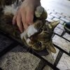 1月後半の #ねこ #cat #猫 その4