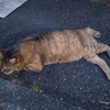 暑い、しんどい、ねこっちゃま〜