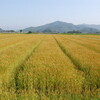 終盤の田植えに向けてあれこれ