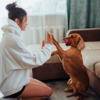 愛犬との深い結びつき：スピリチュアルな視点で見る特別な関係