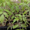 トマト定植準備