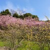 河津桜・藤山公園