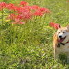 遅かった彼岸花