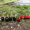［家庭菜園］ナスとトマトとサトイモと