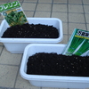家庭菜園にチャレンジ