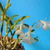 Epidendrum difforme &#039;White&#039;