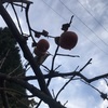 柿がない
