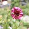 7月22日！ 今日は、いろんな植物〜♪