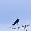 カラスもこちらを見ている。