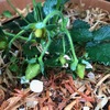 苺とエゴの花