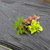 チマ・サンチュの植え付けと島オクラと山芋の発芽