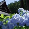 まさに絶景！色鮮やかなアジサイ咲き乱れる松本市の長弘寺！