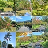 京都ぶらり　本日の一枚　円山公園