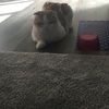 ぼんぞ定期検診