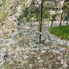 【桜便り】葉桜の六義園