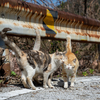 隣市南のねこさん