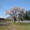 本日の桜