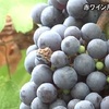 南阿蘇村で赤ワインづくりのためブドウ収穫（熊本）