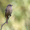 尉鶲（ジョウビタキ）♀