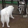 北方犬祭り　その3　はじめまして