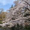 井の頭公園の桜 2018