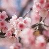 みかもやま公園の河津桜が見ごろを迎える