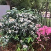 （紹介：植物）雨が降る降る朝の新宿中央公園を紹介します