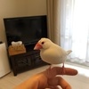 文鳥のハゲが治ってきました