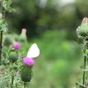 蝶のアザミ、団子虫の枯れ葉。