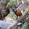 ギンミミガビチョウ Collared Laughingthrush