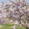 室蘭の桜①