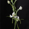 Habenaria hybrid F2