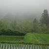 雨降り