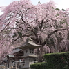 しみじみ愛でる、福島県の「神社仏閣の桜」＜中通り・県南編＞6選
