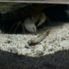 アベハゼ Mugilogobius abei