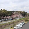 桜山と偕楽園の桜